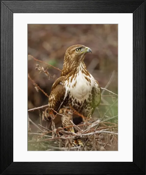 Framed Print : An immature Red-tailed Hawk (Buteo jamaicensis) perched in a blackberry thicket Framed Print : An immature Red-tailed Hawk (Buteo jamaicensis) perched in a blackberry thicket