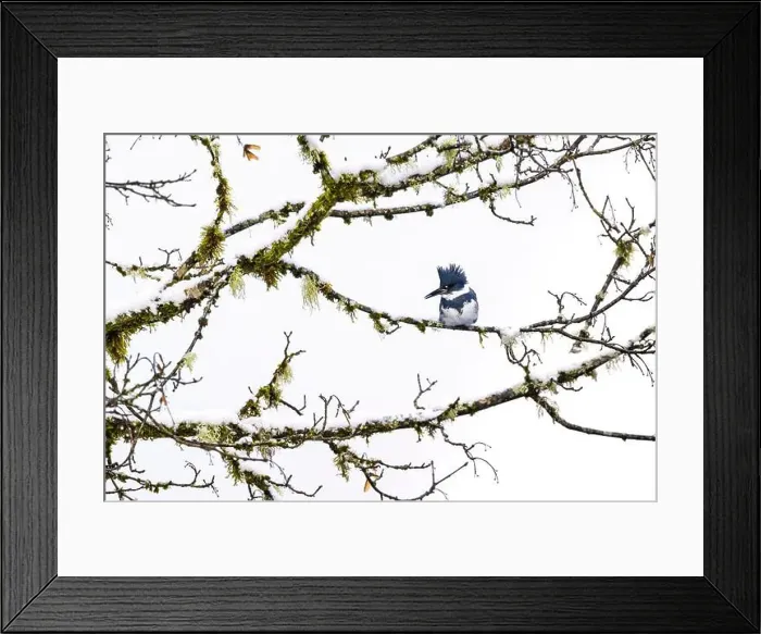Framed Print : Belted Kingfisher fishing trom a Bigleaf Maple branch hanging over a lake on the Olympic Peninsula Framed Print : Belted Kingfisher fishing trom a Bigleaf Maple branch hanging over a lake on the Olympic Peninsula