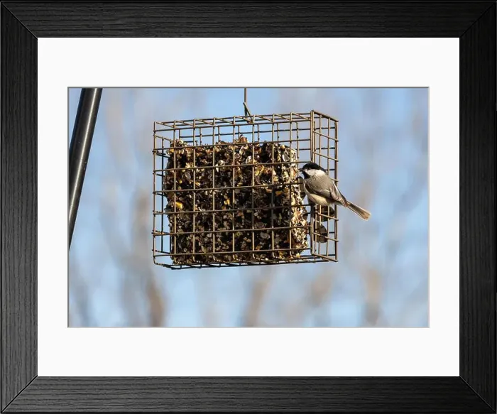 Framed Print : A chickadee clings to a Northeast Indiana bird feeder as he prepares to eat from the seedcake inside Framed Print : A chickadee clings to a Northeast Indiana bird feeder as he prepares to eat from the seedcake inside