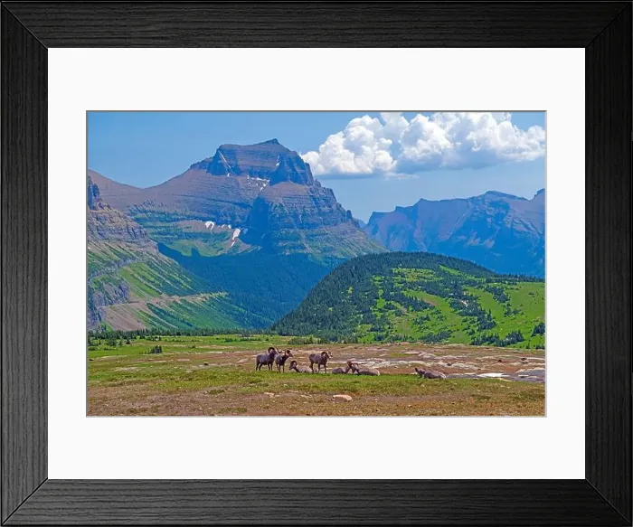 Framed Print : Bighorn Sheep in a Spectacular Alpine Setting in Glacier National Park in Montana Framed Print : Bighorn Sheep in a Spectacular Alpine Setting in Glacier National Park in Montana