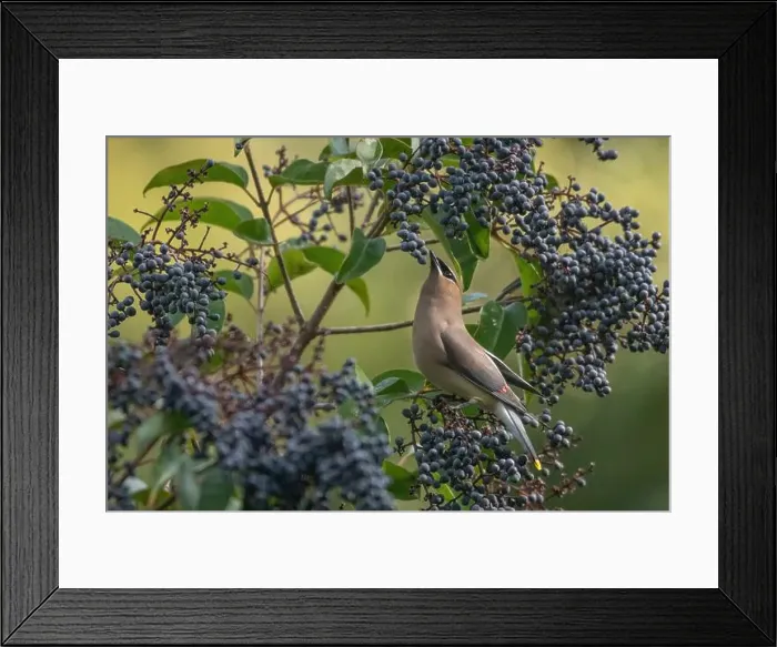 Framed Print : A cedar waxwing (Bombycilla cedrorum), a bird foraging on elderberries in a garden in California, USA Framed Print : A cedar waxwing (Bombycilla cedrorum), a bird foraging on elderberries in a garden in California, USA