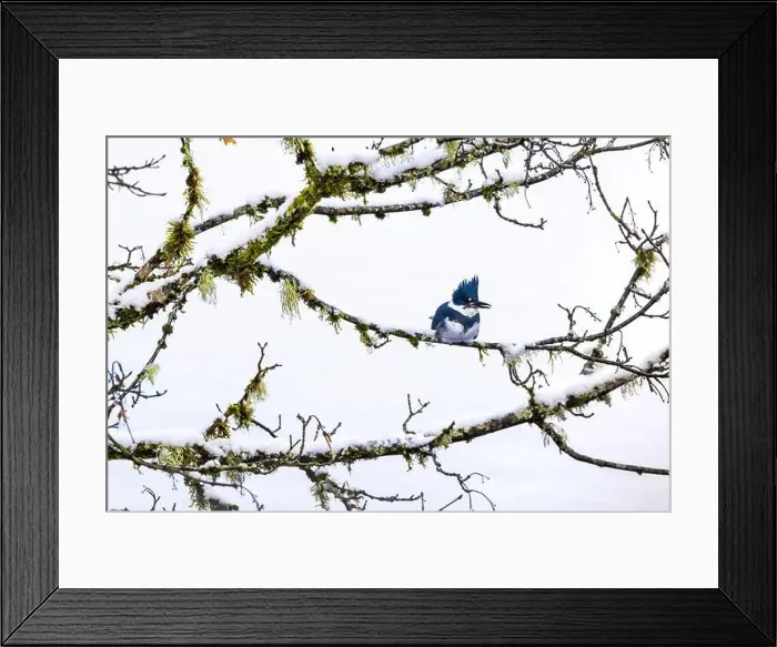 Framed Print : Belted Kingfisher fishing trom a Bigleaf Maple branch hanging over a lake on the Olympic Peninsula Framed Print : Belted Kingfisher fishing trom a Bigleaf Maple branch hanging over a lake on the Olympic Peninsula