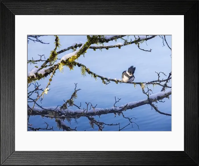 Framed Print : Belted Kingfisher fishing trom a Bigleaf Maple branch hanging over a lake on the Olympic Peninsula Framed Print : Belted Kingfisher fishing trom a Bigleaf Maple branch hanging over a lake on the Olympic Peninsula