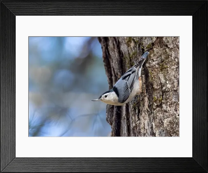 Framed Print : White-breasted nuthatch (Sitta carolinensis) - Brevard, North Carolina, USA Framed Print : White-breasted nuthatch (Sitta carolinensis) - Brevard, North Carolina, USA