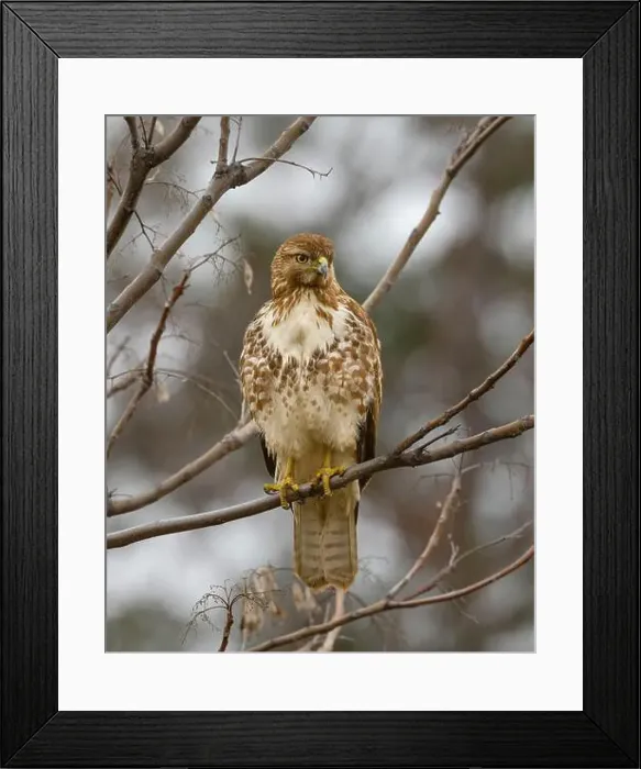 Framed Print : An immature Red-tailed Hawk (Buteo jamaicensis) perched in a tree Framed Print : An immature Red-tailed Hawk (Buteo jamaicensis) perched in a tree
