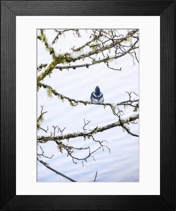Framed Print : Belted Kingfisher fishing trom a Bigleaf Maple branch hanging over a lake on the Olympic Peninsula Framed Print : Belted Kingfisher fishing trom a Bigleaf Maple branch hanging over a lake on the Olympic Peninsula