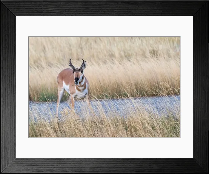Framed Print : Male Pronghorn Antelope eating green weeds on a fall day Framed Print : Male Pronghorn Antelope eating green weeds on a fall day