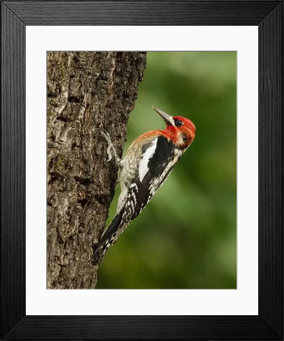 Framed Print : A Red-breasted Sapsukcer (Spyrapicus ruber, subspecies daggetti) clinging to the trunk of an almond tree Framed Print : A Red-breasted Sapsukcer (Spyrapicus ruber, subspecies daggetti) clinging to the trunk of an almond tree