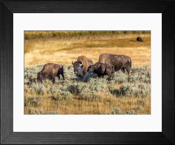 Framed Print : A herd of bisons grazing in the grasslands of the Yellowstone National Park Framed Print : A herd of bisons grazing in the grasslands of the Yellowstone National Park
