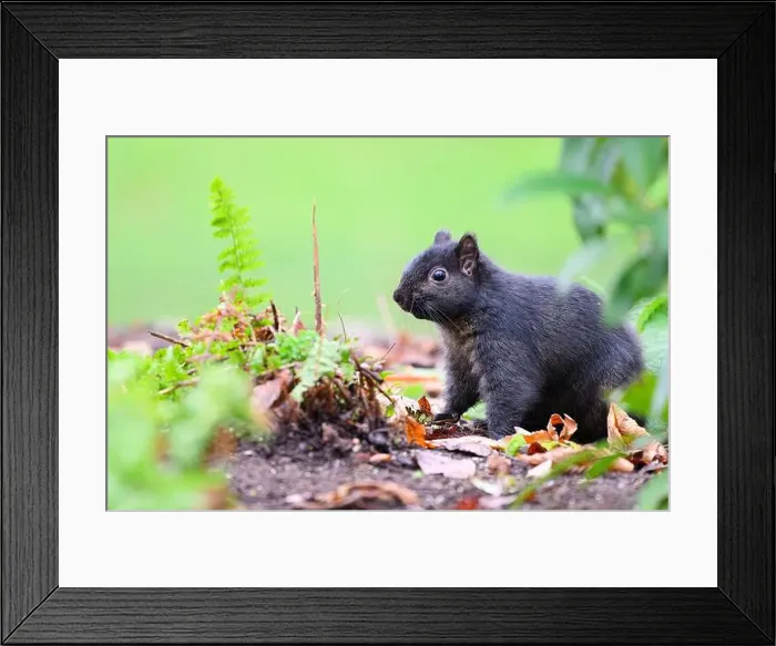 Framed Print : Black melanism variant of eastern gray squirrel in natural environment Framed Print : Black melanism variant of eastern gray squirrel in natural environment