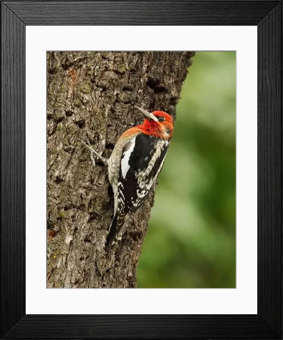 Framed Print : A Red-breasted Sapsukcer (Spyrapicus ruber, subspecies daggetti) clinging to the trunk of an almond tree Framed Print : A Red-breasted Sapsukcer (Spyrapicus ruber, subspecies daggetti) clinging to the trunk of an almond tree