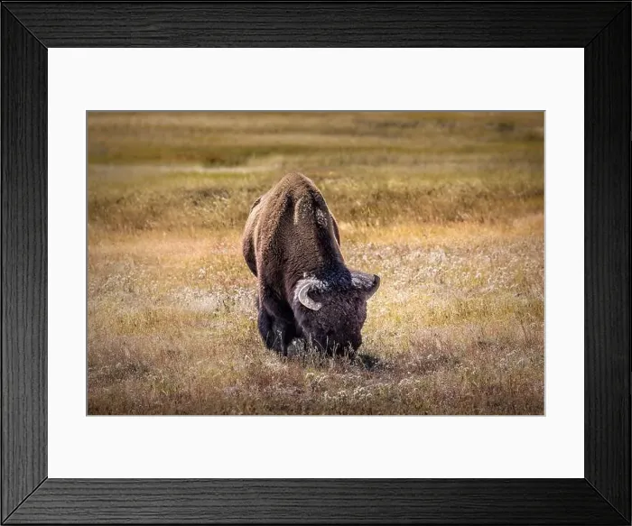 Framed Print : A bison grazing in the grasslands of the Yellowstone National Park Framed Print : A bison grazing in the grasslands of the Yellowstone National Park
