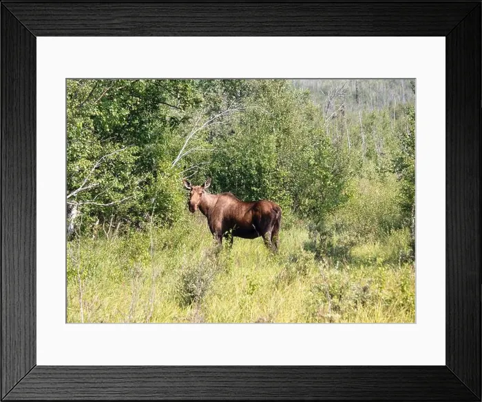 Framed Print : Female moose standing in green grass, surrounded by trees on a sunny spring day near Delta Junction, Alaska Framed Print : Female moose standing in green grass, surrounded by trees on a sunny spring day near Delta Junction, Alaska