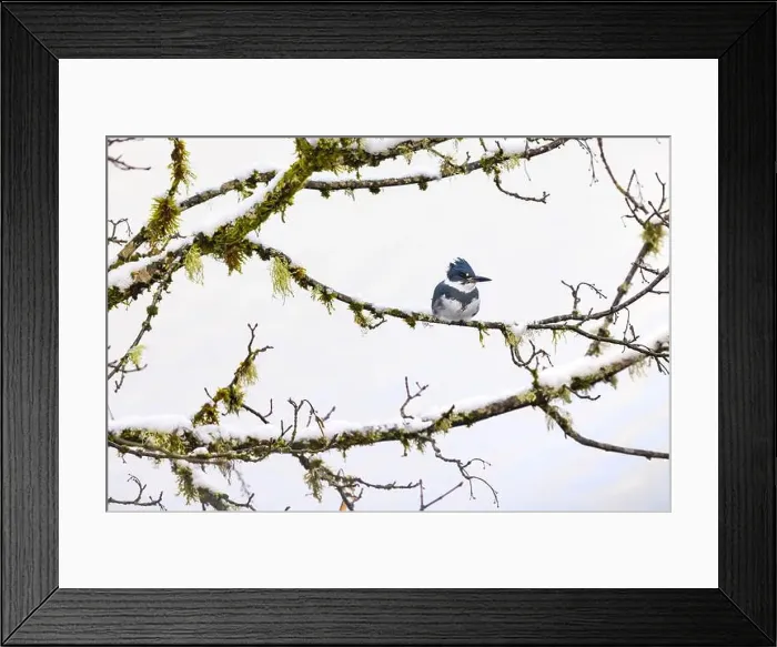 Framed Print : Belted Kingfisher fishing trom a Bigleaf Maple branch hanging over a lake on the Olympic Peninsula Framed Print : Belted Kingfisher fishing trom a Bigleaf Maple branch hanging over a lake on the Olympic Peninsula