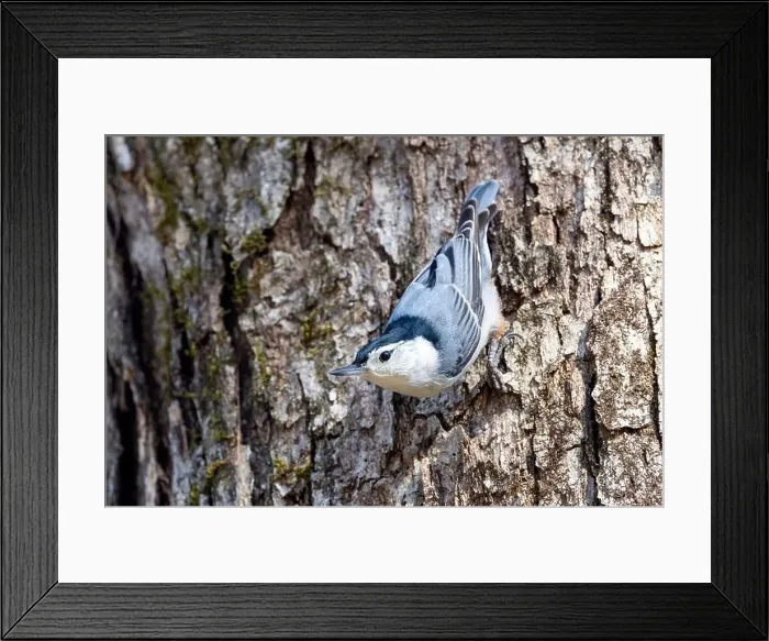 Framed Print : White-breasted nuthatch (Sitta carolinensis) - Brevard, North Carolina, USA Framed Print : White-breasted nuthatch (Sitta carolinensis) - Brevard, North Carolina, USA