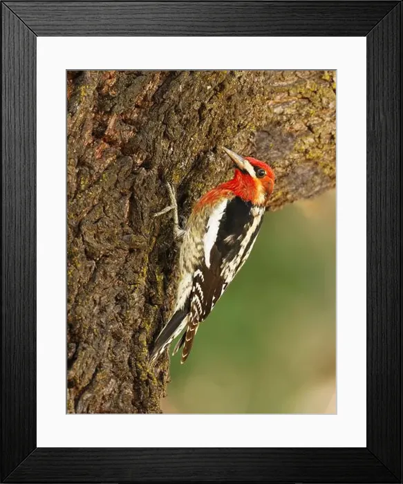 Framed Print : A Red-breasted Sapsukcer (Spyrapicus ruber daggetti) clinging to the trunk of an almond tree Framed Print : A Red-breasted Sapsukcer (Spyrapicus ruber daggetti) clinging to the trunk of an almond tree