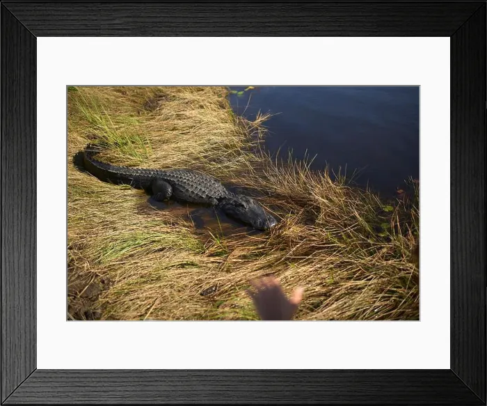 Framed Print : Alligator on grassy bank beside a pond with a blurred hand in the foreground, Everglades, Florida, USA Framed Print : Alligator on grassy bank beside a pond with a blurred hand in the foreground, Everglades, Florida, USA