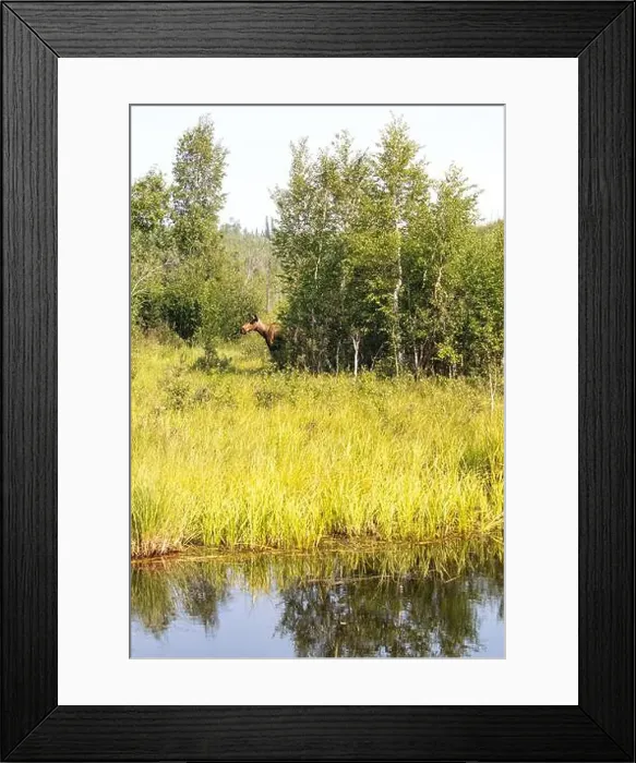 Framed Print : Moose behind trees near water on a bright, sunny spring day near Bolio Lake in interior Alaska Framed Print : Moose behind trees near water on a bright, sunny spring day near Bolio Lake in interior Alaska