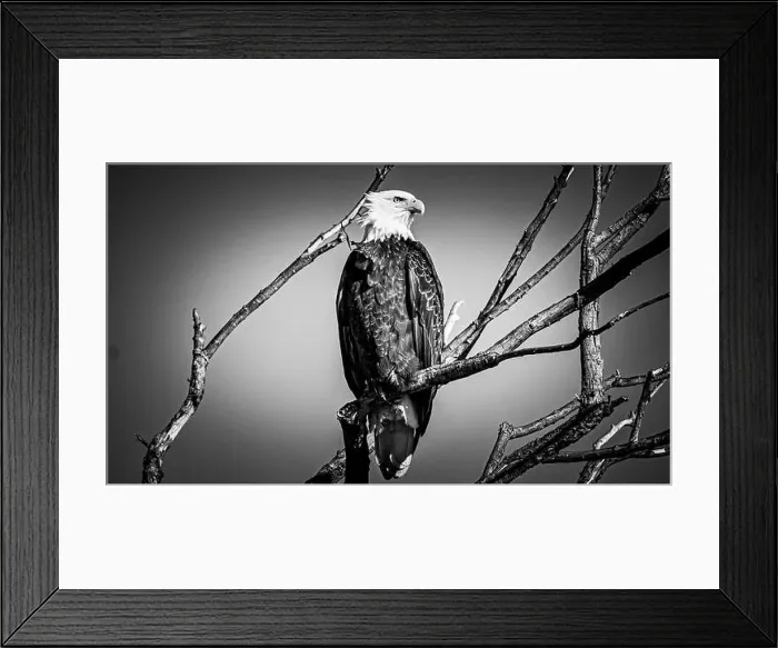 Framed Print : Bald Eagle perched on a branch Framed Print : Bald Eagle perched on a branch