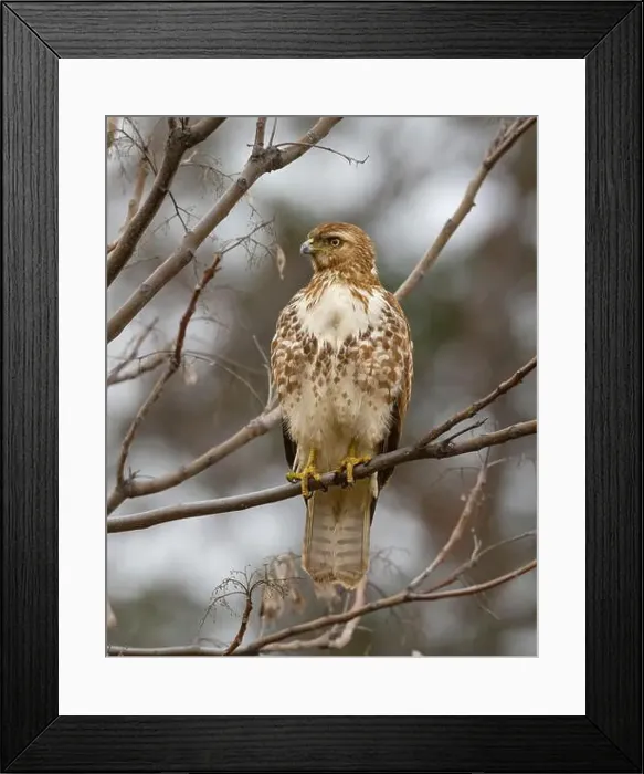 Framed Print : An immature Red-tailed Hawk (Buteo jamaicensis) perched in a tree Framed Print : An immature Red-tailed Hawk (Buteo jamaicensis) perched in a tree