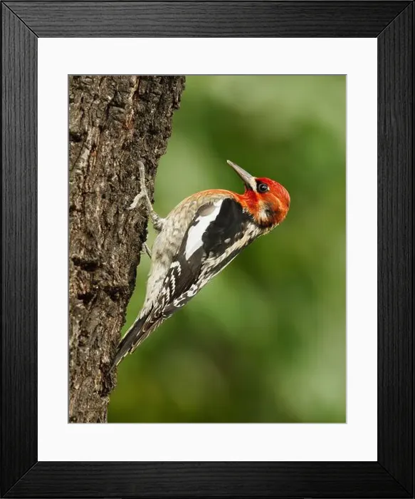 Framed Print : A Red-breasted Sapsukcer (Spyrapicus ruber, subspecies daggetti) clinging to the trunk of an almond tree Framed Print : A Red-breasted Sapsukcer (Spyrapicus ruber, subspecies daggetti) clinging to the trunk of an almond tree
