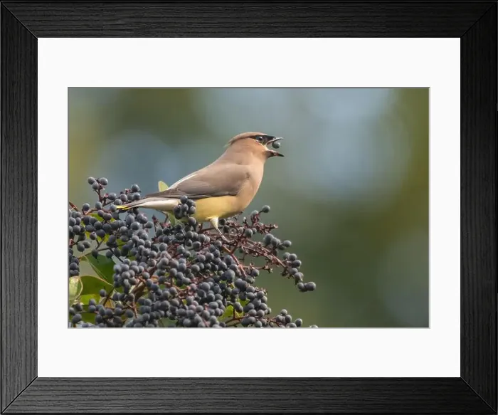 Framed Print : A cedar waxwing (Bombycilla cedrorum), a bird foraging on elderberries in a garden in California, USA Framed Print : A cedar waxwing (Bombycilla cedrorum), a bird foraging on elderberries in a garden in California, USA