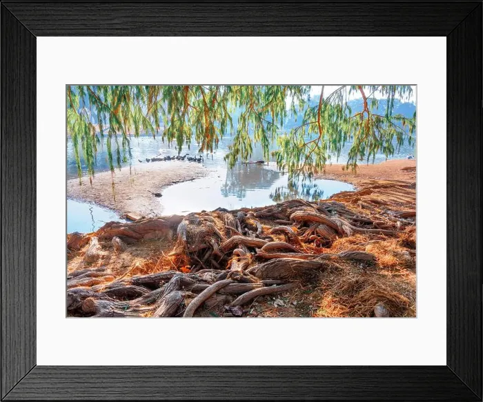 Framed Print : Exposed roots and branches lead to a tranquil pond, where ducks gather among the calm waters Framed Print : Exposed roots and branches lead to a tranquil pond, where ducks gather among the calm waters