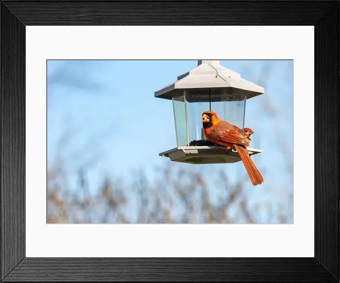 Framed Print : A male cardinal sits on a birdfeeder eating a seed in Northeast Indiana, USA Framed Print : A male cardinal sits on a birdfeeder eating a seed in Northeast Indiana, USA