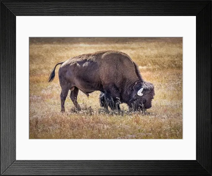 Framed Print : A bison grazing in the grasslands of the Yellowstone National Park Framed Print : A bison grazing in the grasslands of the Yellowstone National Park