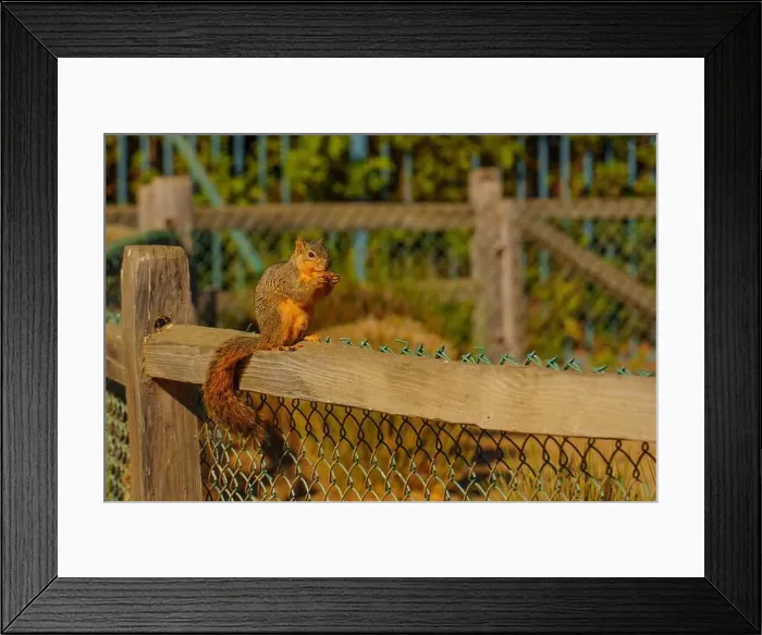 Framed Print : Squirrel sitting on a wooden fence, munching on food, surrounded by a peaceful outdoor setting Framed Print : Squirrel sitting on a wooden fence, munching on food, surrounded by a peaceful outdoor setting
