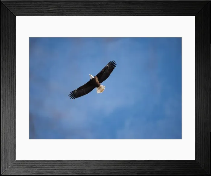 Framed Print : A Bald Eagle Flies Overhead Framed Print : A Bald Eagle Flies Overhead