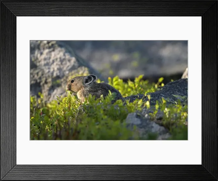 Framed Print : American Pika (Ochotona princeps) feeding on dwarf huckleberries in late summer Framed Print : American Pika (Ochotona princeps) feeding on dwarf huckleberries in late summer