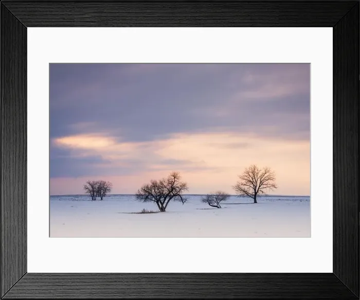 Framed Print : Field of snow and individual trees with a winter sky Framed Print : Field of snow and individual trees with a winter sky