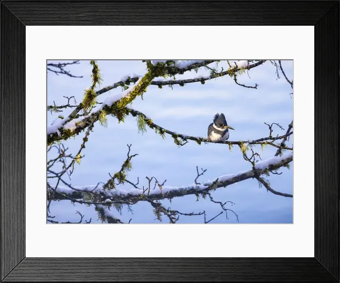 Framed Print : Belted Kingfisher fishing trom a Bigleaf Maple branch hanging over a lake on the Olympic Peninsula Framed Print : Belted Kingfisher fishing trom a Bigleaf Maple branch hanging over a lake on the Olympic Peninsula