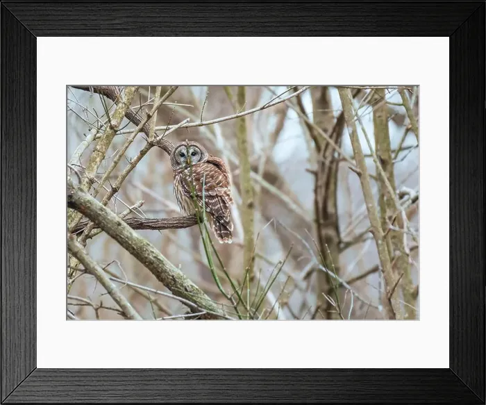 Framed Print : A Barred owl (Strix varia) in winter. Chesapeake and Ohio Canal National Historical Park. Maryland. USA Framed Print : A Barred owl (Strix varia) in winter. Chesapeake and Ohio Canal National Historical Park. Maryland. USA