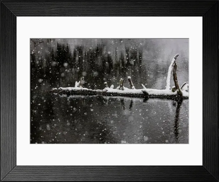 Framed Print : Floating log in a lake on a snowy day on the Olympic Peninsula, Washington State, USA Framed Print : Floating log in a lake on a snowy day on the Olympic Peninsula, Washington State, USA