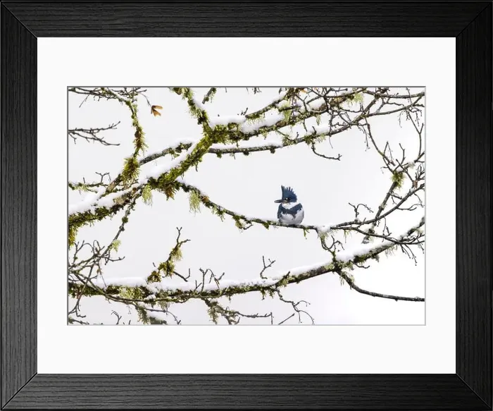 Framed Print : Belted Kingfisher fishing trom a Bigleaf Maple branch hanging over a lake on the Olympic Peninsula Framed Print : Belted Kingfisher fishing trom a Bigleaf Maple branch hanging over a lake on the Olympic Peninsula