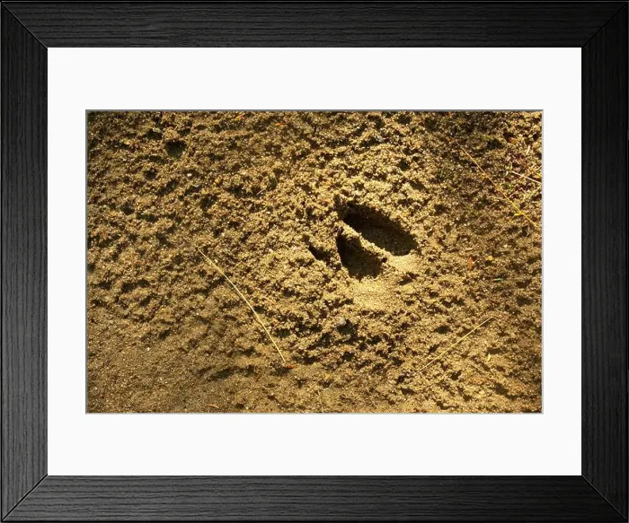 Framed Print : The hoof print of a white-tailed deer embedded in sand Framed Print : The hoof print of a white-tailed deer embedded in sand