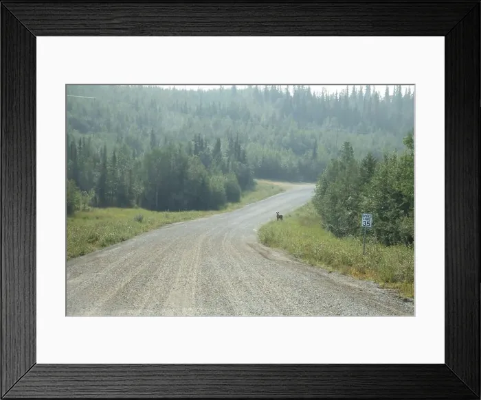 Framed Print : Baby moose standing in the grass next to a gravel road near Bolio Lake in interior Alaska on a sunny spring day Framed Print : Baby moose standing in the grass next to a gravel road near Bolio Lake in interior Alaska on a sunny spring day