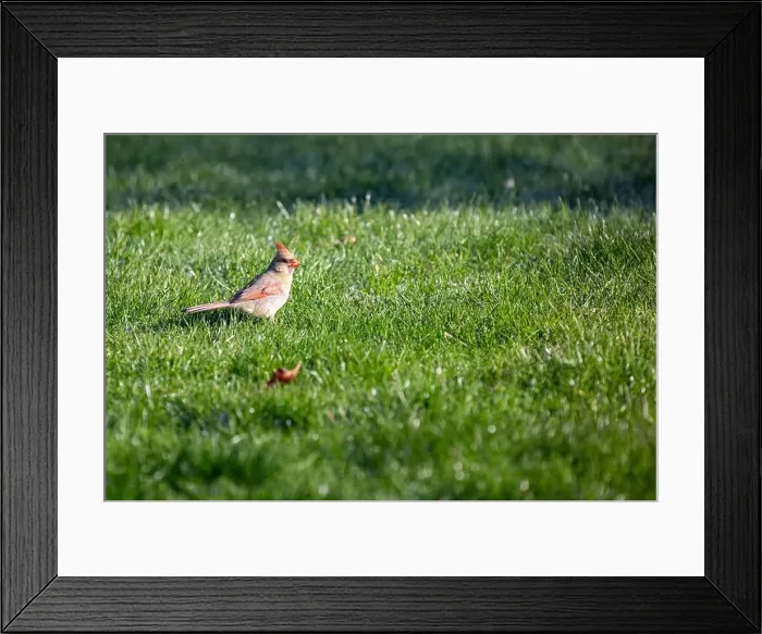 Framed Print : A female cardinal sits in the grass in Northeast Indiana, USA Framed Print : A female cardinal sits in the grass in Northeast Indiana, USA