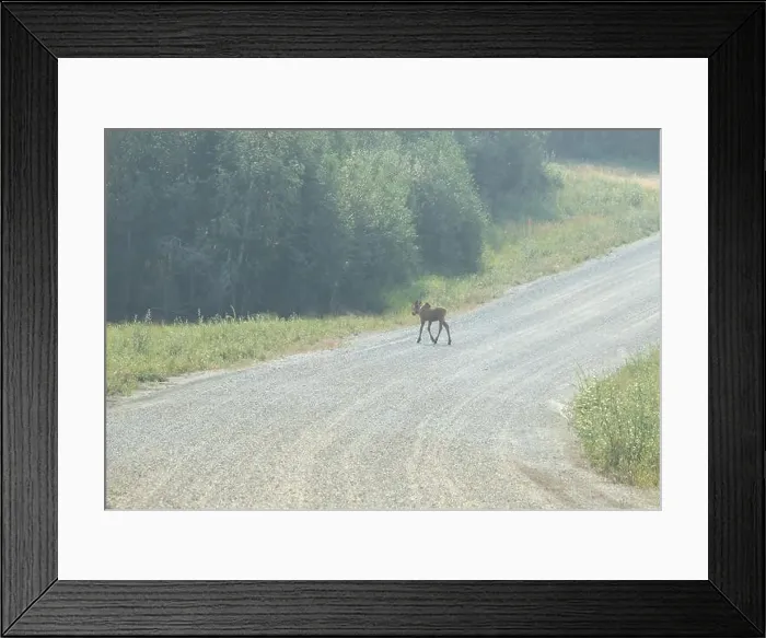 Framed Print : Baby moose running across gravel road near Bolio Lake in interior Alaska on a sunny spring day