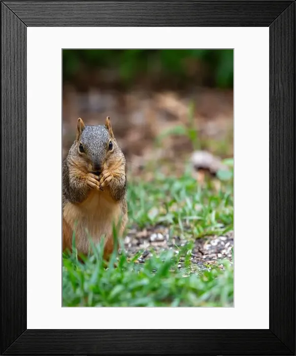 Framed Print : An eastern fox squirrel eats seeds from the ground in Northeast Indiana, USA Framed Print : An eastern fox squirrel eats seeds from the ground in Northeast Indiana, USA