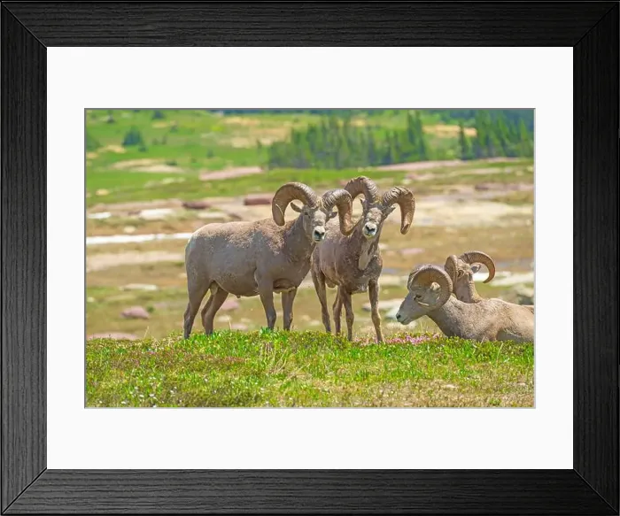 Framed Print : A Pair of Bighorn Sheep Watching as They Graze in Glacier National Park in Montana Framed Print : A Pair of Bighorn Sheep Watching as They Graze in Glacier National Park in Montana