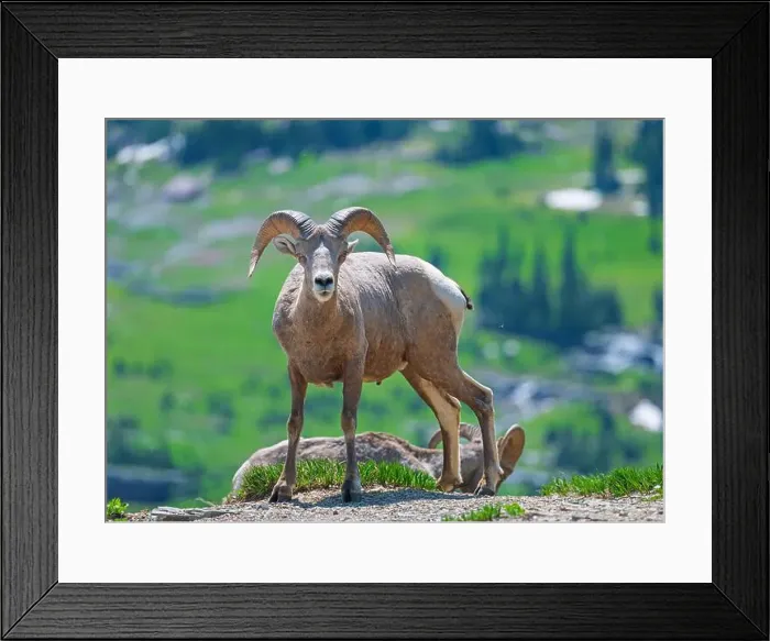 Framed Print : Bighorn Sheep Searching for Danger in Glacier National Park in Montana Framed Print : Bighorn Sheep Searching for Danger in Glacier National Park in Montana
