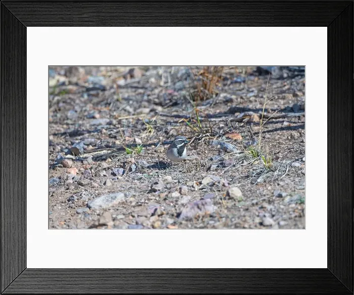 Framed Print : A Black Throated Sparrow Searching For Food in the Organ Mountains in New Mexico