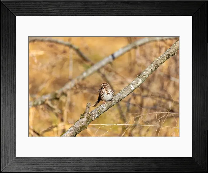 Framed Print : The song sparrow (Melospiza melodia), native sparrows in North America Framed Print : The song sparrow (Melospiza melodia), native sparrows in North America