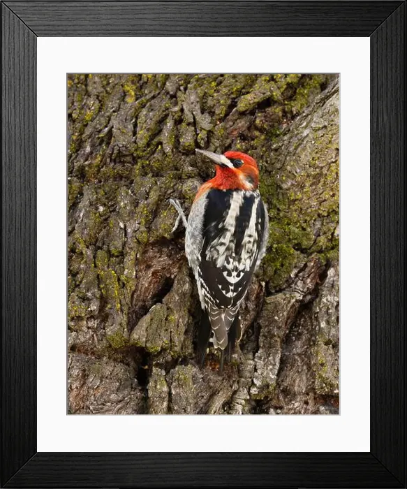Framed Print : A Red-breasted Sapsukcer (Spyrapicus ruber daggetti) clinging to the trunk of an almond tree near sap wells Framed Print : A Red-breasted Sapsukcer (Spyrapicus ruber daggetti) clinging to the trunk of an almond tree near sap wells