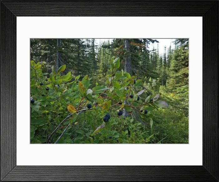 Framed Print : Common huckleberry (Vaccinium membranaceum) in summer Framed Print : Common huckleberry (Vaccinium membranaceum) in summer