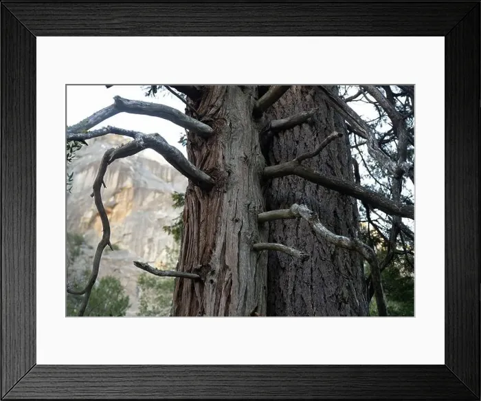 Framed Print : Twisted branches of a large tree Framed Print : Twisted branches of a large tree