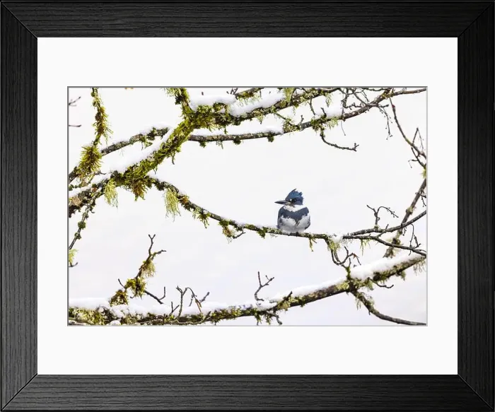 Framed Print : Belted Kingfisher fishing trom a Bigleaf Maple branch hanging over a lake on the Olympic Peninsula Framed Print : Belted Kingfisher fishing trom a Bigleaf Maple branch hanging over a lake on the Olympic Peninsula